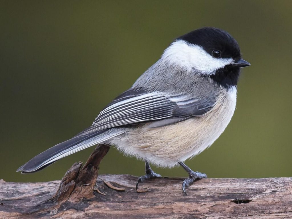 Summer Birds of Mackinac Island - Mackinac State Historic Parks ...