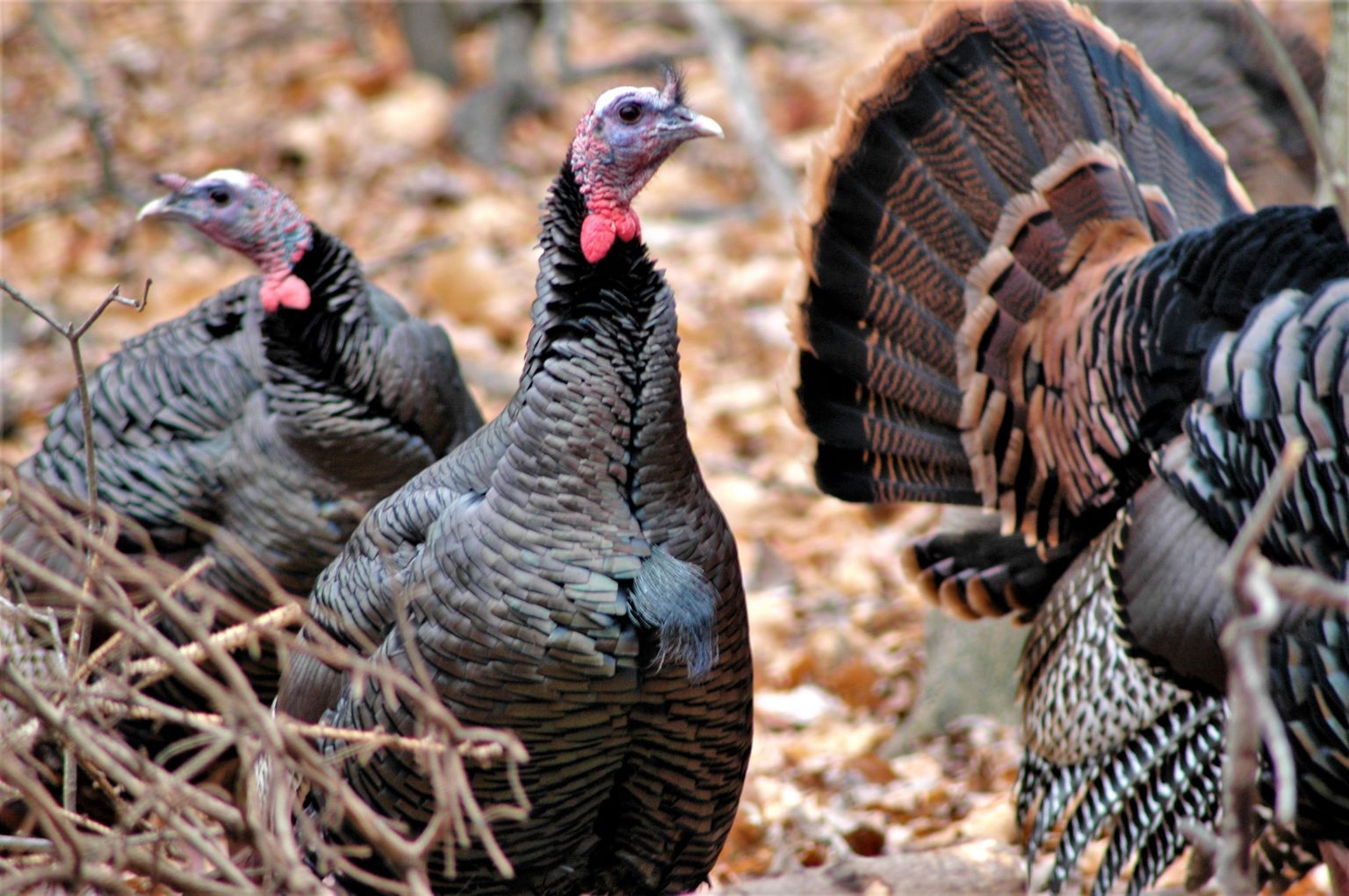 Michigan's Wild Turkeys Mackinac State Historic Parks Mackinac