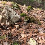 Limestone rocks along Mill Pond Trail