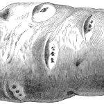 A pencil sketch of a single potato with some indentations in the skin.