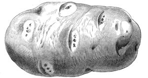 A pencil sketch of a single potato with some indentations in the skin.