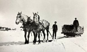 A black and white photo of large horses pulling a sleigh of firewood on snow. 