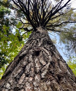 Looking up at a large white pine tree. 