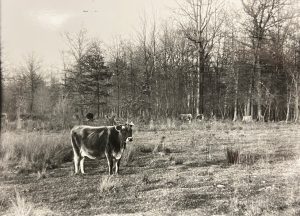 A cow standing in a field in a black and white photograph. 