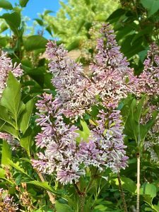 A pink and white lilac bush. 