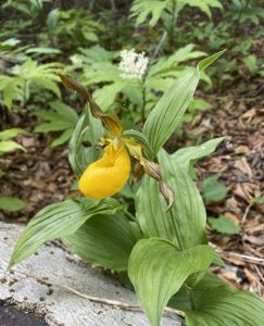 A yellow flower known as a Ladyslipper. 