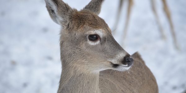A young deer in winter.